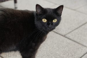 cat, black, nature