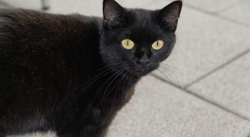 cat, black, nature